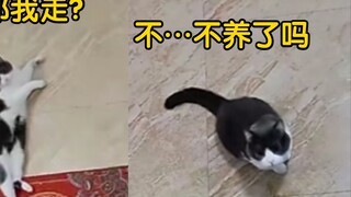 Cat: "I should have stopped being naughty earlier. I locked it outside because no one was watching i