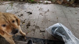 【404】Explore the abandoned eight-year-old lake resort, swim for five minutes, play with the dog for 