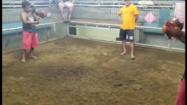 jackDgreatGF yellow legged hatch