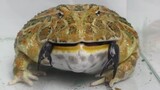Reptile|Feed The Bullfrog