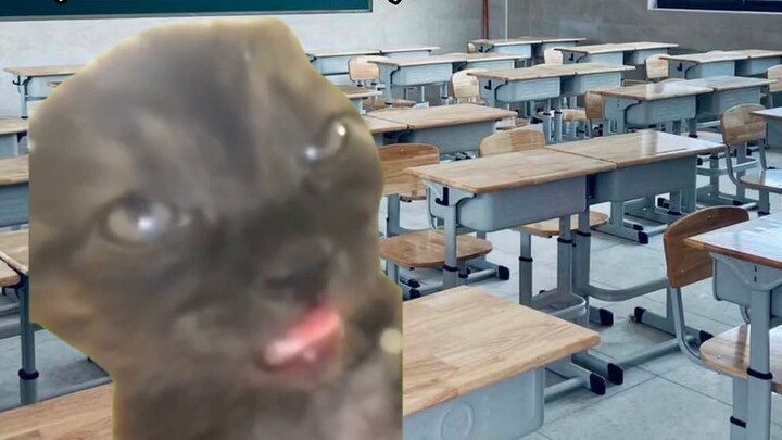 [Meme kucing] Betapa mudahnya siswa masa kini tertidur dalam berbagai mata pelajaran.