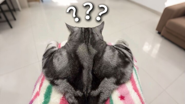 “Đại Hội Hành Vi Kỳ Quái Của Động Vật 287”