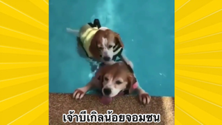 สัตว์เลี้ยงเพื่อนขนปุย : เจ้าบีเกิลน้อยจอมซน