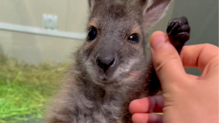 เลี้ยงจิงโจ้ไว้ที่บ้านเป็นยังไงนะ?