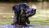 [Hewan]Menyelamatkan Anjing Terlantar yang Terbenam Air Hujan