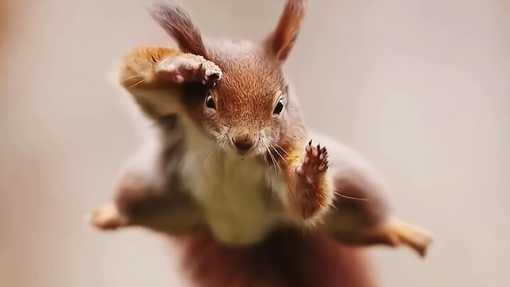 Artist Julian captures adorable wildlife moments in the wild, creating a fairytale-like world. These