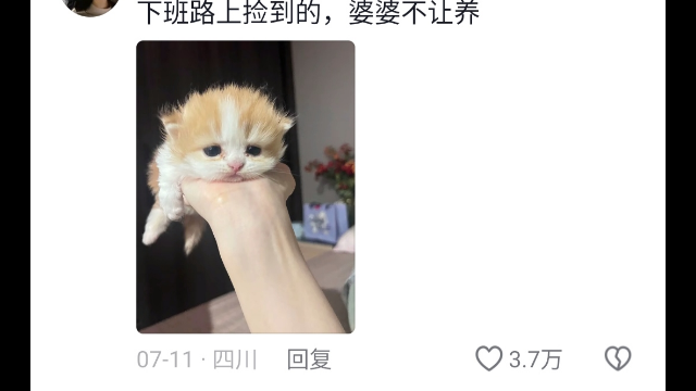I’m going to melt from how cute this kitten is—ahhhhhh!!!