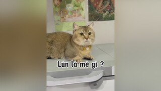 Bye Lùn tham ăn nha. mèo cat CamHung30S