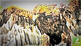 Top7 Most largest eagle in the world