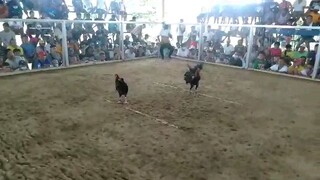 2nd figth win