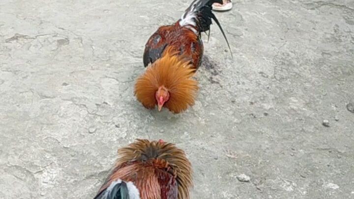 Cock 3yrs old. itim tahid dilaw paa med size peacomb. 2500 dasma cavite