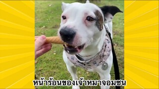 สัตว์เลี้ยงเพื่อนขนปุย : หน้าร้อนของเจ้าหมาจอมซน