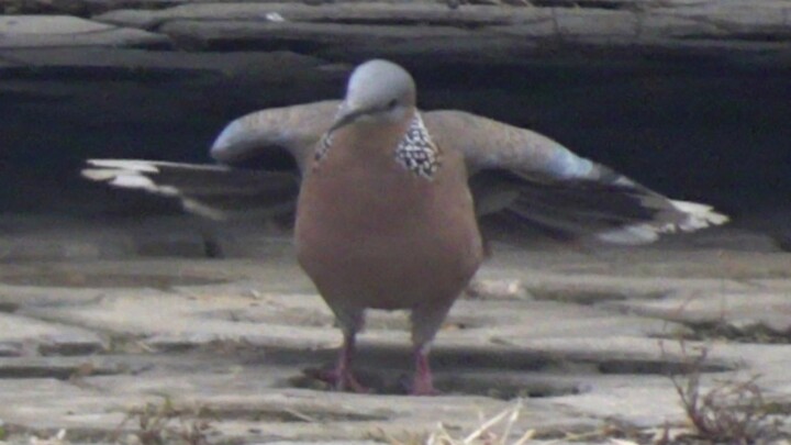 The opening-screen skill causes the turtle dove to burn some fat, but its effect is to make it gain 