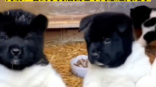 الكلب الأبيض تسلل لموعد مع الكلب الأسود، ففصلهما صاحبهما بالقوة، لكن للأسف كان قد فات الأوان.