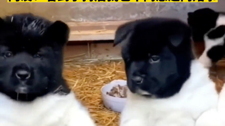 白狗偷偷跟黑狗约会，被主人强行分开，没想到还是晚了一步。