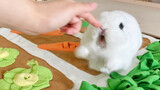 [Động vật]Tôi chi rất nhiều cho đồ chơi của con thỏ cưng nhưng ...