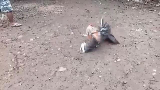 pula sa amin grabe kung pumalo💪💪💪