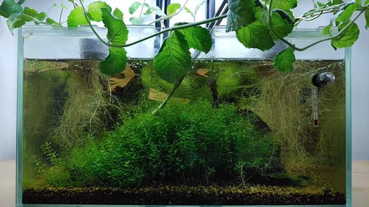 Ep. 1 Igloo Aquarium | Relaxing Aquascape