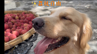 日啖荔枝三百颗，下世还作岭南狗