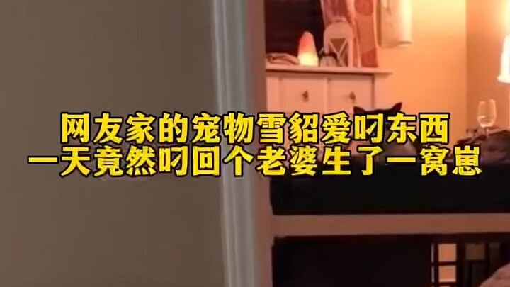 Musang peliharaan suka menggigit dan membawa pulang berbagai barang—suatu hari malah bawa pulang seo