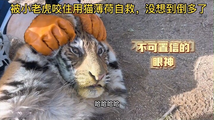 Digigit anak harimau, menyelamatkan diri dengan catnip