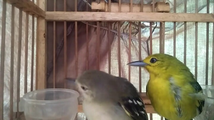 Cipew jantan dan betina