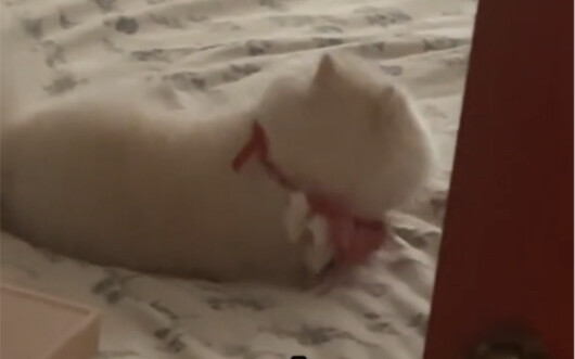 Jika seekor anjing berperilaku tidak normal, pasti ada sesuatu yang salah.