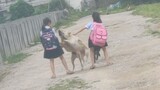 When the little girl came home from school, she was greeted by three Chinese pastoral dogs. This has