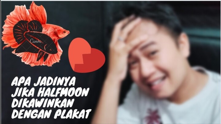 APA JADINYA❓jika ikan cupang HALFMOON dikawinkan dengan PLAKAT❗hasilnya diluar dugaan