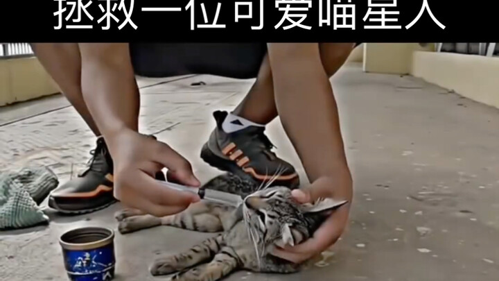 Saving a Cute Cat Person