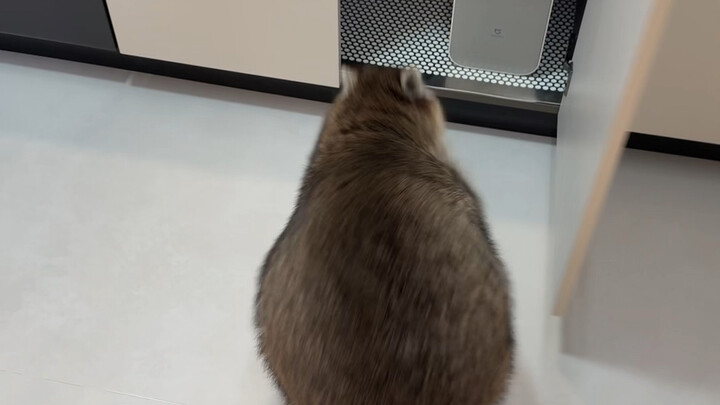 Biting through such a thick water pipe in one go