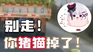 别走！这是你掉的猪猫吗？