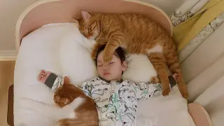 The picked-up cat competes with human cubs for pillows and grows up.