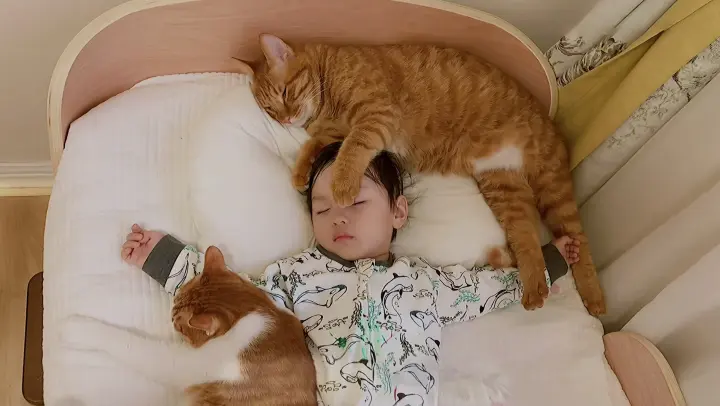 The picked-up cat competes with human cubs for pillows and grows up.