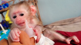 Plays Time!! Mom teaches tiny adorable Luca to play with the pacifier