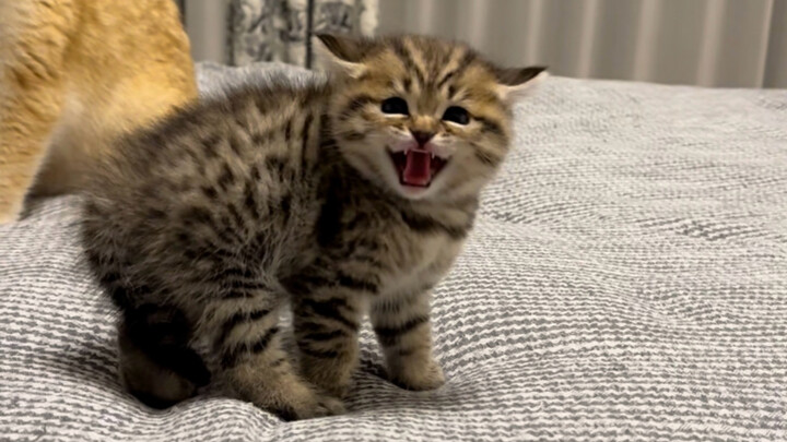 I'm going crazy with two Cheetos balanced on my head for you!