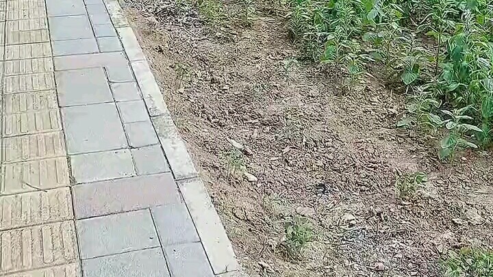 Treo trên cây thì phải làm sao đây?