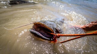 Catching Seafood 🦀 ASMR Relaxing (Catch Shark , Catch Fish ,Deep Sea Monster ) #436