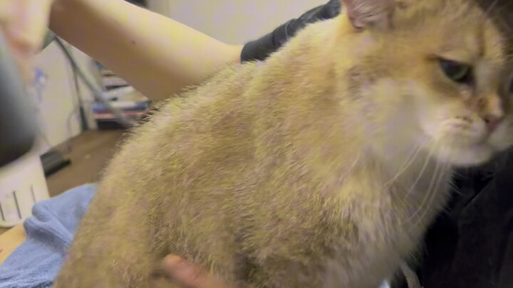 Có phải nó biết mình vừa tắm xong nên thơm lắm không? Cứ liên tục dụi đầu vào người tôi.