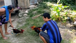 maldito nga manok(Gesabong kay para mawala ang Ka Maldito)