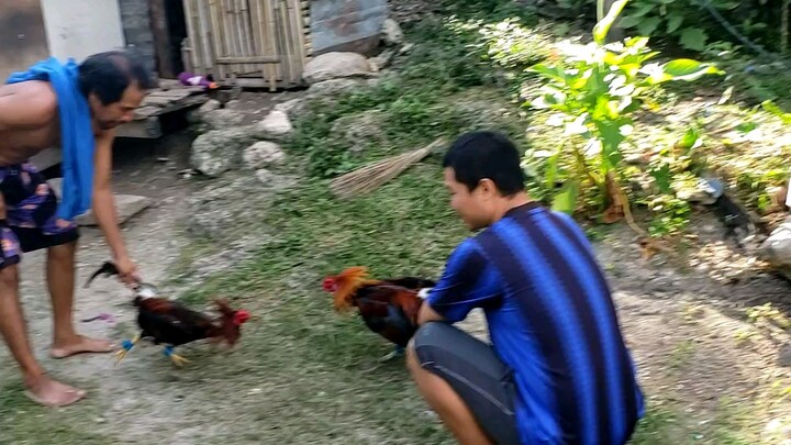 maldito nga manok(Gesabong kay para mawala ang Ka Maldito)