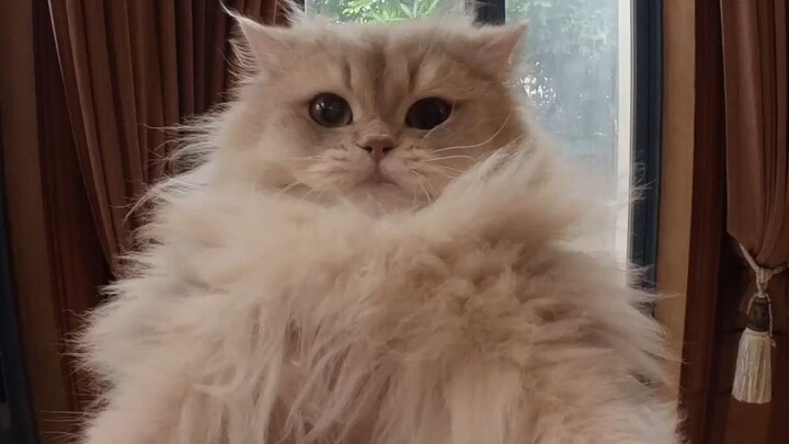 Cat: How did I even fly up there???