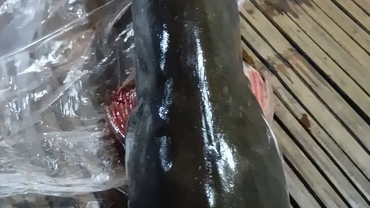 ปลาบึกเขื่อนลำปาว