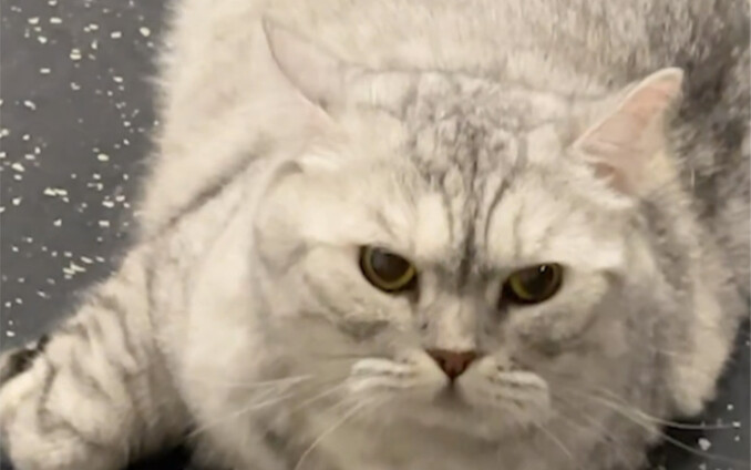 Tofu Boss lived up to everyone’s expectations and finally met the gym’s little kitty!