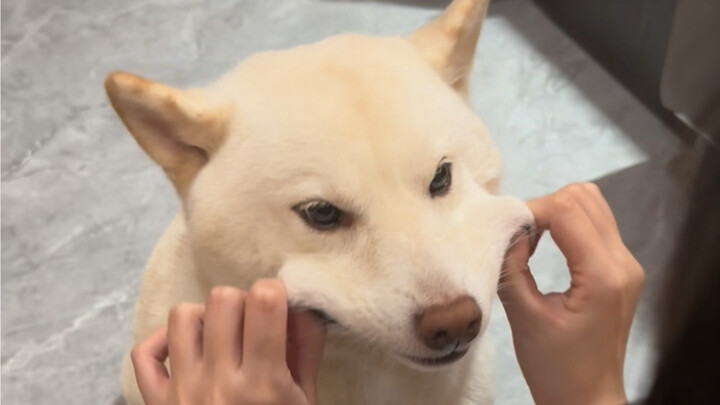 Nonton aja, nonton Chen Bifang!