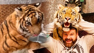 Big Tiger: Who really calls the shots in this family?