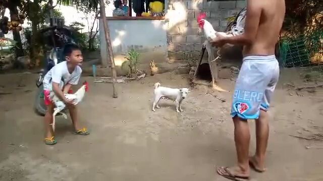 spur ng puti ko. lakas mamalo