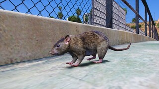 GTA 5 Biến Thành Con Chuột Động Vật Bé Nhất Trong GTA 5 Đi Khám Phá Khắp Nơi Trong Thành Phố