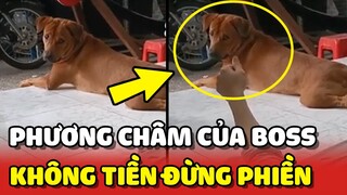 Chú chó sống với phương châm: KHÔNG TIỀN XIN ĐỪNG LÀM PHIỀN 😂 | Yêu Lu