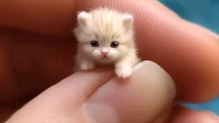 Apakah seluruh dunia akan jatuh cinta pada malaikat kecil yang imut dan menggemaskan, si kucing kesa